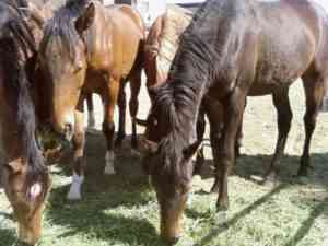 horses on ranch