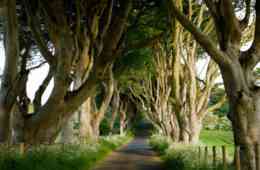 Dark Hedges