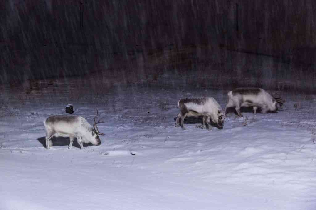 Svalbard reindeer