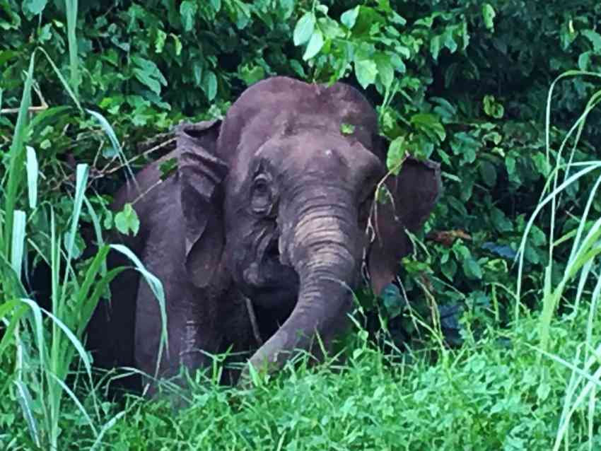 Elephant in the Borneo jungle