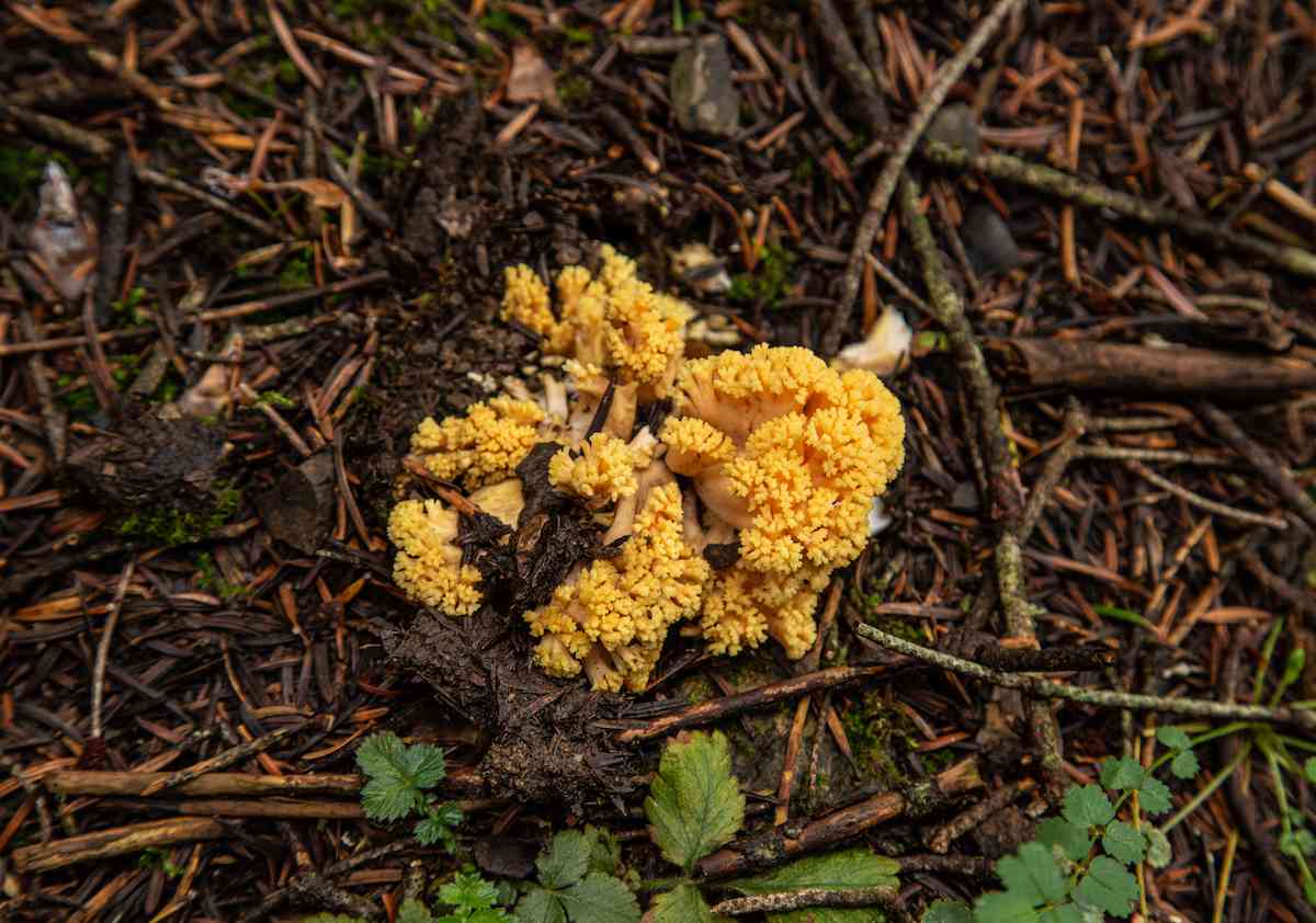 yellow mushroom in Parnitha