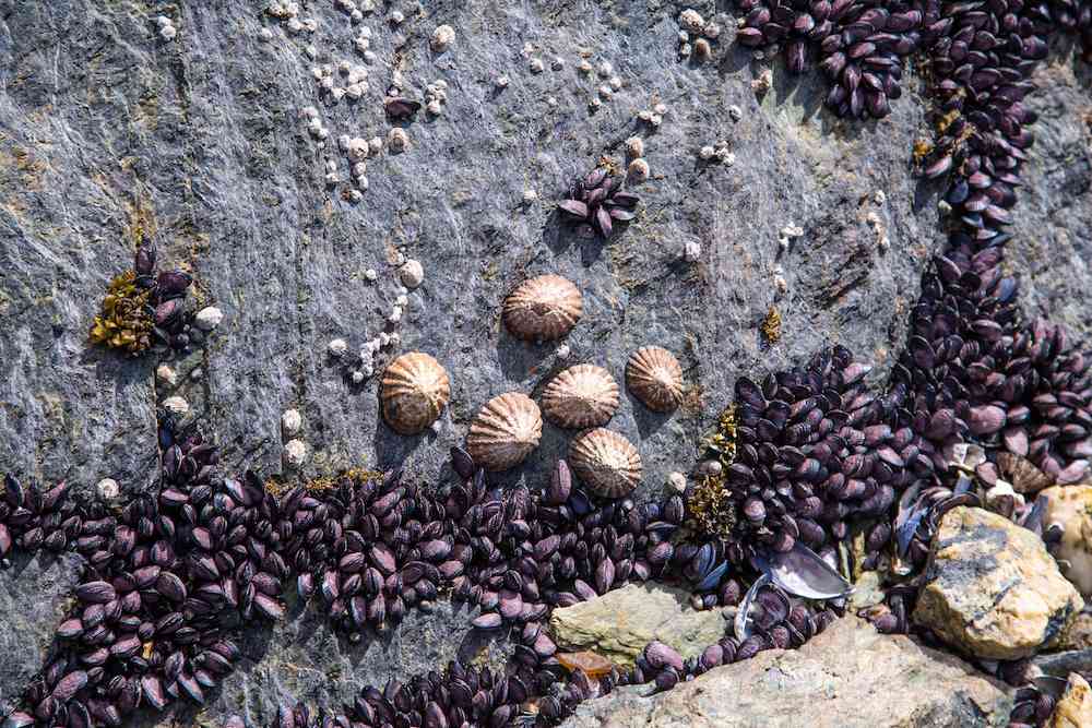 seashells in Tierra del Fuego