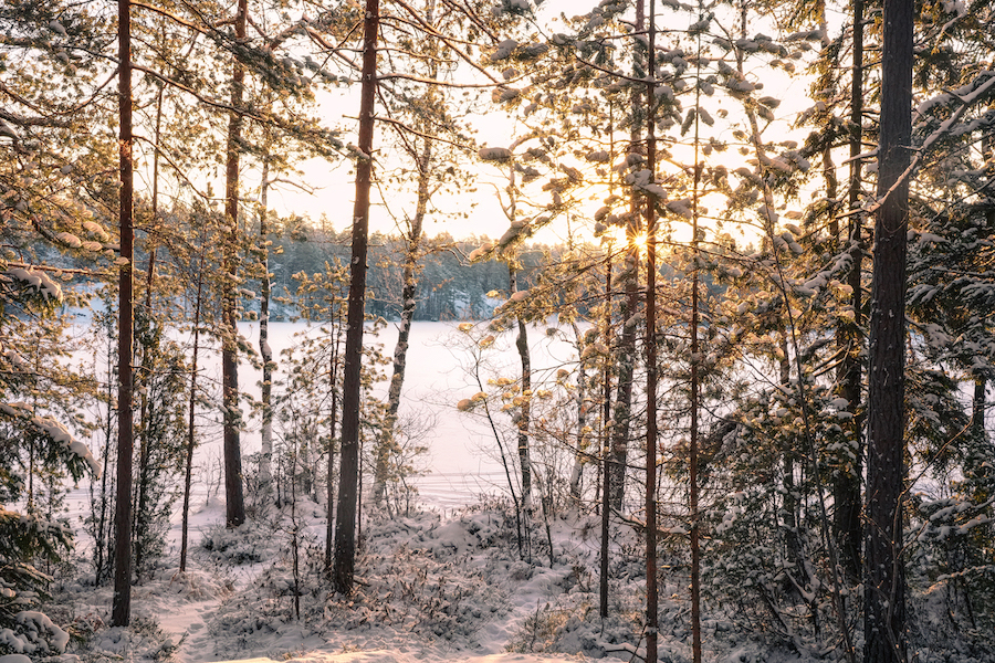Finnish Forest - Nuuksio National Park